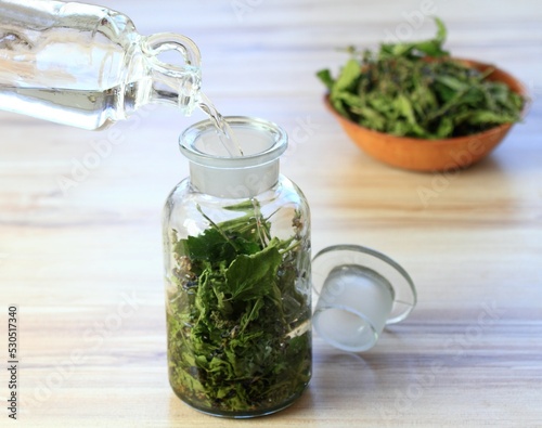 Making tincture from dried Scutellaria lateriflora, known as  blue skullcap or mad dog skullcap. Its extract is used in herbal medicine as a mild sedative and sleep promoter.