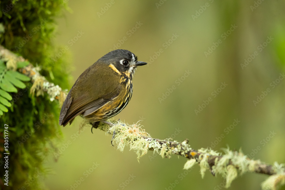 The crescent-faced antpitta (Grallaricula lineifrons) is a species of bird in the family Grallariidae. It is found in Colombia and Ecuador. The crescent-faced antpitta (Grallaricula lineifrons) is a species of bird in the family Grallariidae. It is found in Colombia and Ecuador.