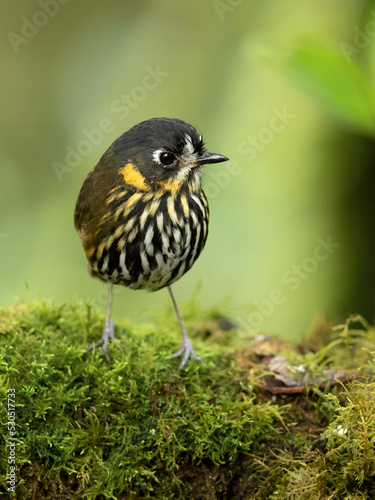 The crescent-faced antpitta (Grallaricula lineifrons) is a species of bird in the family Grallariidae. It is found in Colombia and Ecuador. 