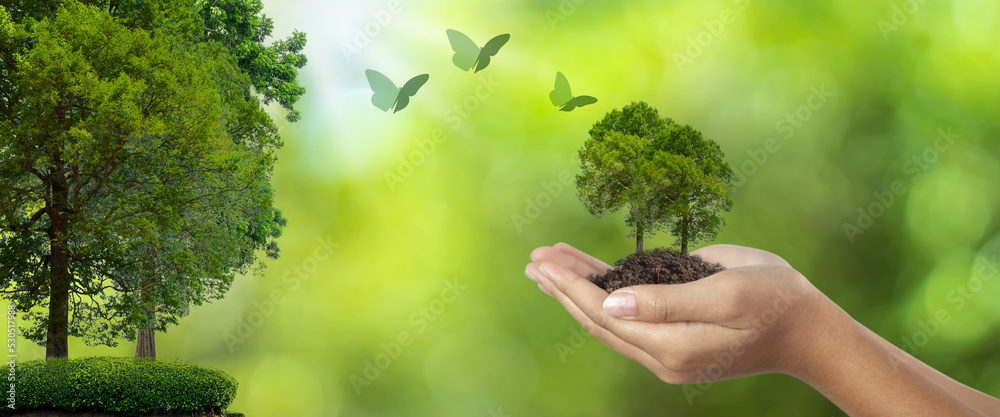 Woman hands planting trees and butterflies flying near, world friendly campaign concept. and social responsibility Woman hands planting trees and butterflies flying near, world friendly campaign concept. and social responsibility