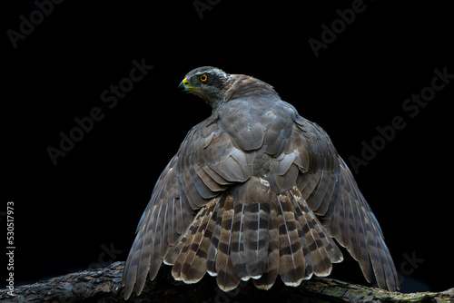 Northern goshawk (accipiter gentilis) sitting on a branch protecting his prey  in the forest of Noord Brabant in the Netherlands photo