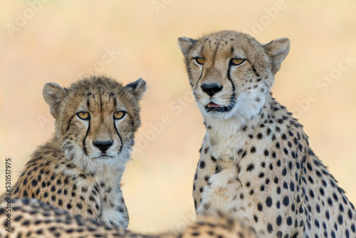 Portrait of a cheetah mother and cub in Mashatu Game Reserve in the Tuli Block in Botswana 