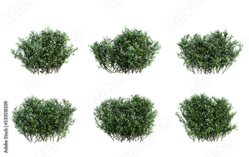 3d rendering of star jasmine  isolated