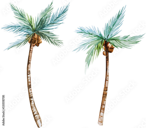 Palm tree, watercolor illustration set, isolated object