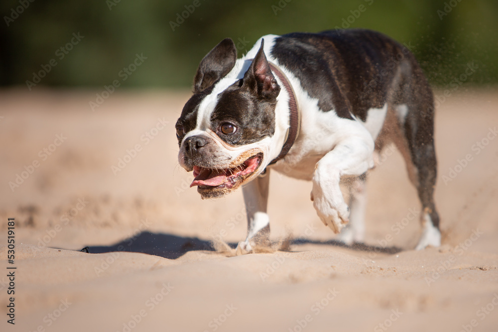 dog has fun playing in the sand  running