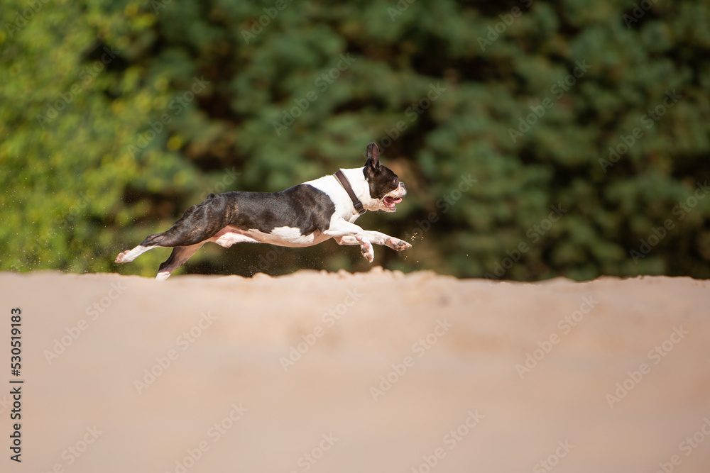 dog has fun playing in the sand running dog has fun playing in the sand running