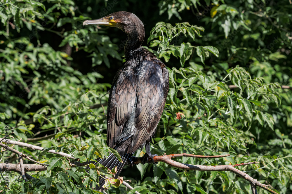 Obraz premium Great Cormorant (Phalacrocorax carbo) on pond