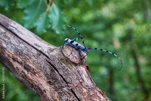 The Rosalia longicorn (Rosalia alpina) or Alpine longhorn beetle in forest photo
