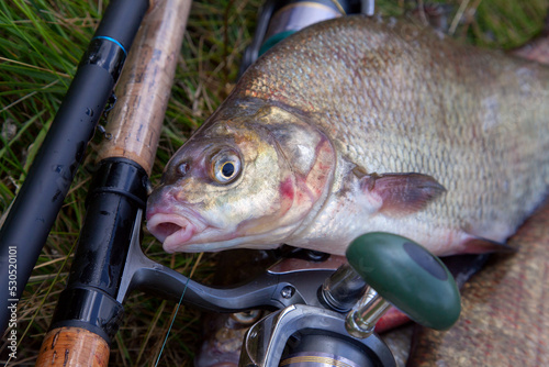 Close up view of big freshwater common bream fish on keepnet..