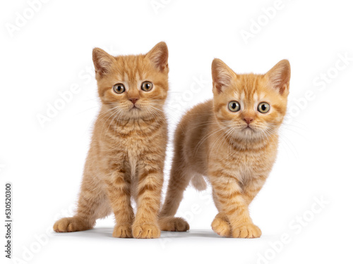 2 Red British Shorthair cat kittens, standing beside each other facing camara. Both looking straight to camera. Isolated on a white background.