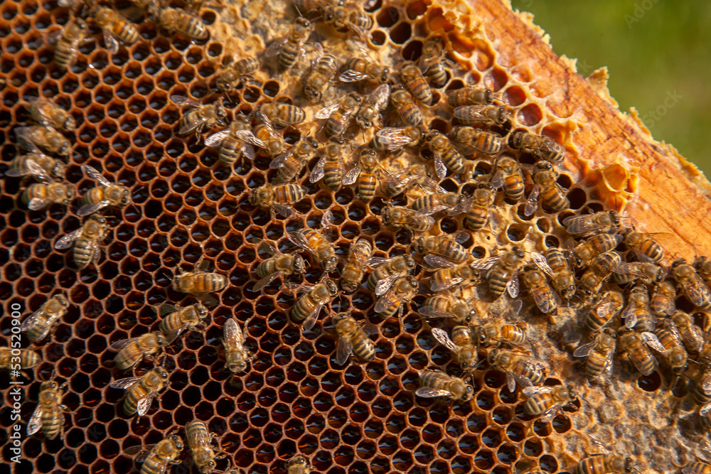Working bees on the brown honeycomb with sweet honey.. Working bees on the brown honeycomb with sweet honey..