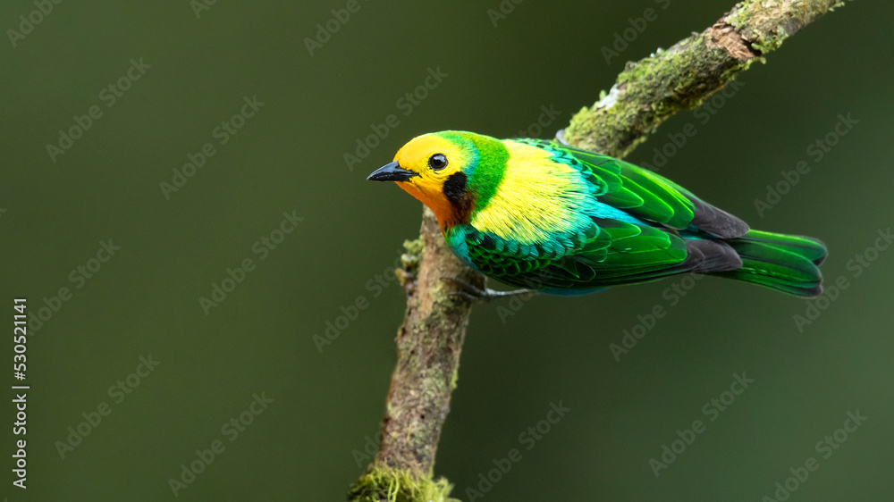 Multicoloured tanager (Chlorochrysa nitidissima) is a species of bird in the family Thraupidae. It is endemic to the mountains of Colombia, and as of 2010 has been categorized as vulnerable 