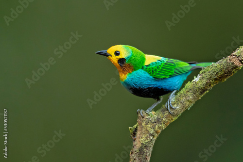 Multicoloured tanager (Chlorochrysa nitidissima) is a species of bird in the family Thraupidae. It is endemic to the mountains of Colombia, and as of 2010 has been categorized as vulnerable 