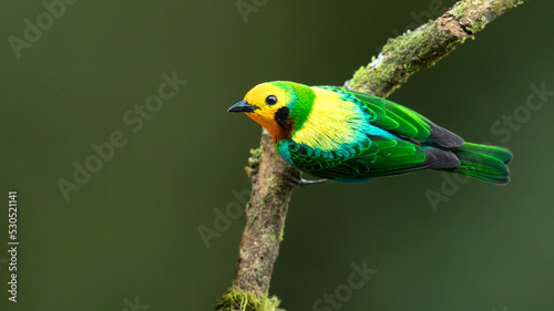 Multicoloured tanager (Chlorochrysa nitidissima) is a species of bird in the family Thraupidae. It is endemic to the mountains of Colombia, and as of 2010 has been categorized as vulnerable  © Milan