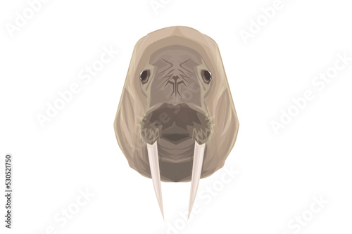 walrus head