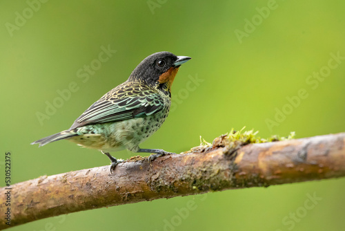 Fotografia The rufous-throated tanager (Ixothraupis rufigula) is a species of bird in the family Thraupidae