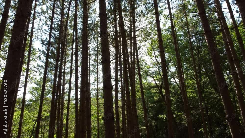 Rising drone shot of forest trees in Algonquin Park, Ontario, Canada
Rising drone shot of forest trees in Algonquin Park, Ontario, Canada