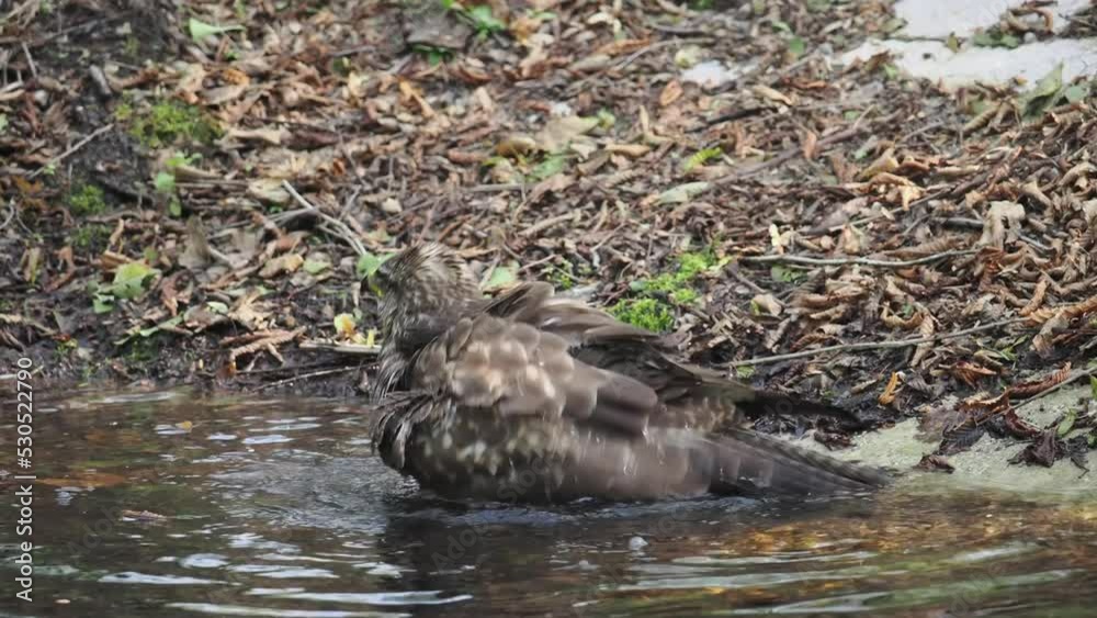 A common buzzard (Buteo buteo) bathing, taking a bath A common buzzard (Buteo buteo) bathing, taking a bath
