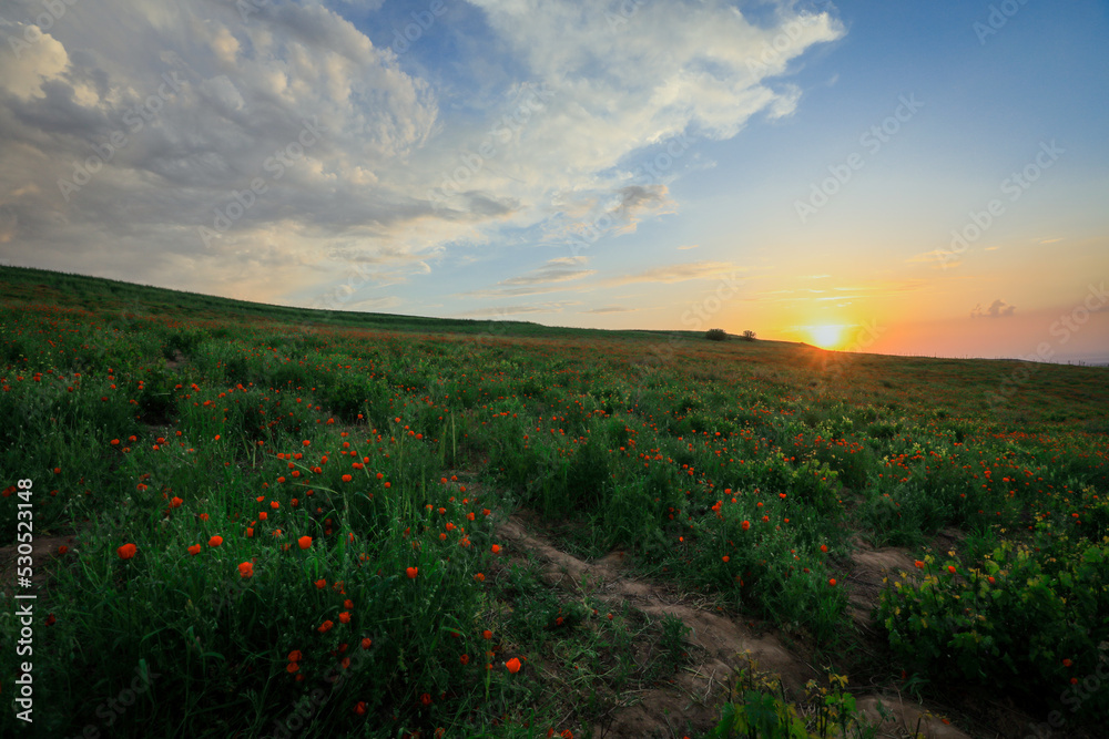 Amazing View to the Blossoming Poppy Field with Red Flowers under the Blue Sky, Uzbekistan