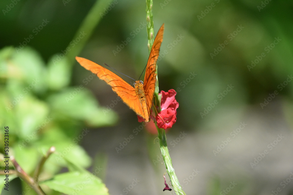 Brilliant Orange Butterfly in a Garden with a Red Flower Brilliant Orange Butterfly in a Garden with a Red Flower