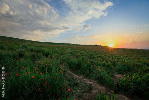 Amazing View to the Blossoming Poppy Field with Red Flowers under the Blue Sky, Uzbekistan