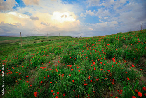 Amazing View to the Blossoming Poppy Field with Red Flowers under the Blue Sky  Uzbekistan