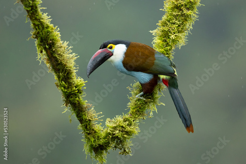 Black-billed mountain toucan (Andigena nigrirostris) It is found in humid highland forests in the Andes of western Venezuela, Colombia, Ecuador and Peru photo