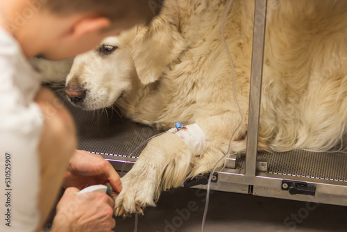 Doctor or student of veterinary medicine installs catheter for a dropper on a Golden Retriever's paw in the vet clinic.