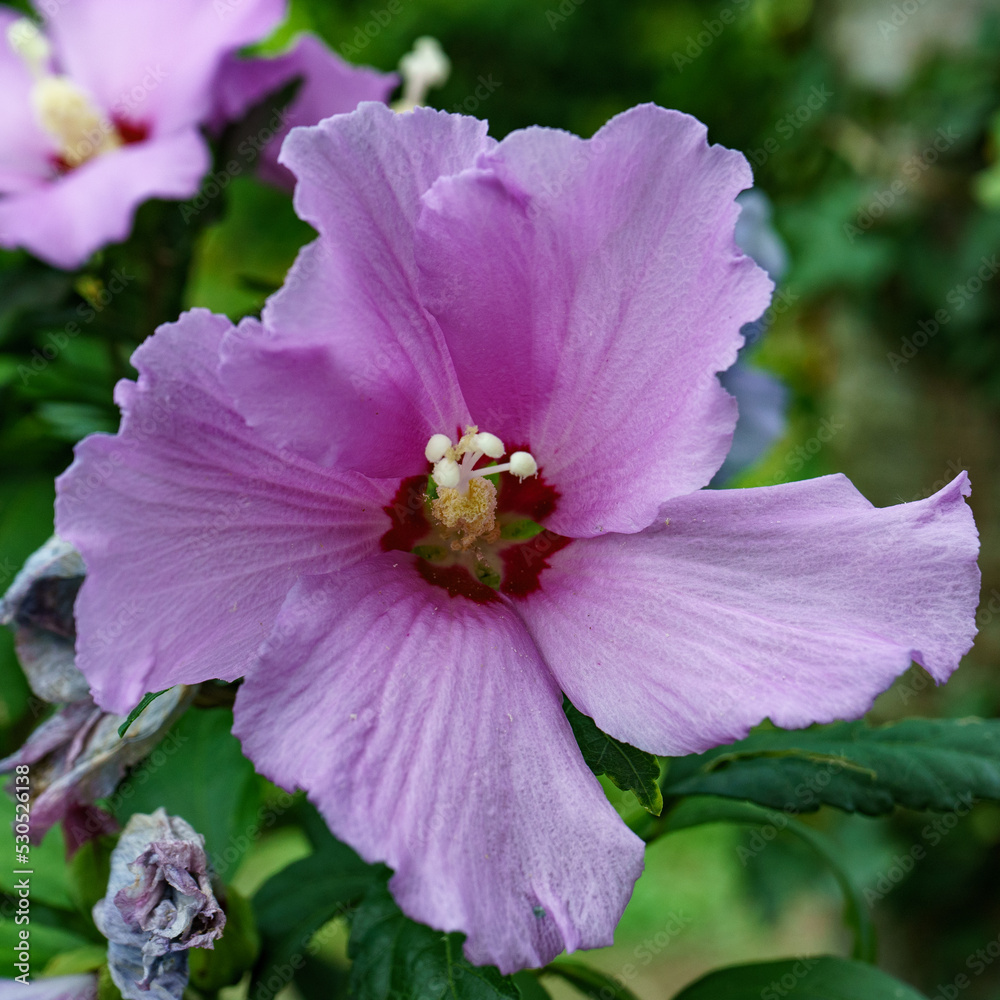 Hibiscus syriacus L. - Malvaceae - Ibisco cinese Hibiscus syriacus L. - Malvaceae - Ibisco cinese