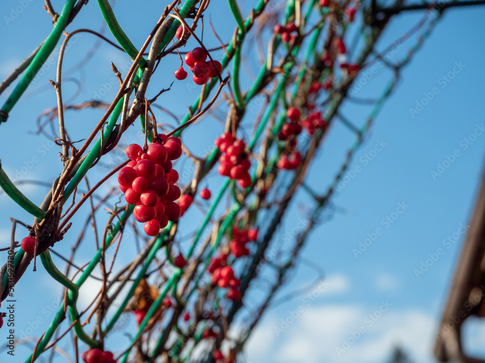 Schisandra chinensis or five-flavor berry on a branch. Fresh red ripe berries in garden. Schisandra chinensis or five-flavor berry on a branch. Fresh red ripe berries in garden.