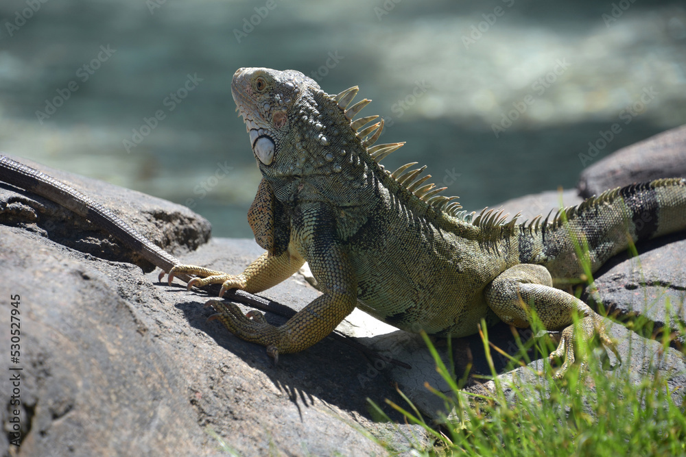 Poised and Posing Iguana on a Pair of Rocks Poised and Posing Iguana on a Pair of Rocks