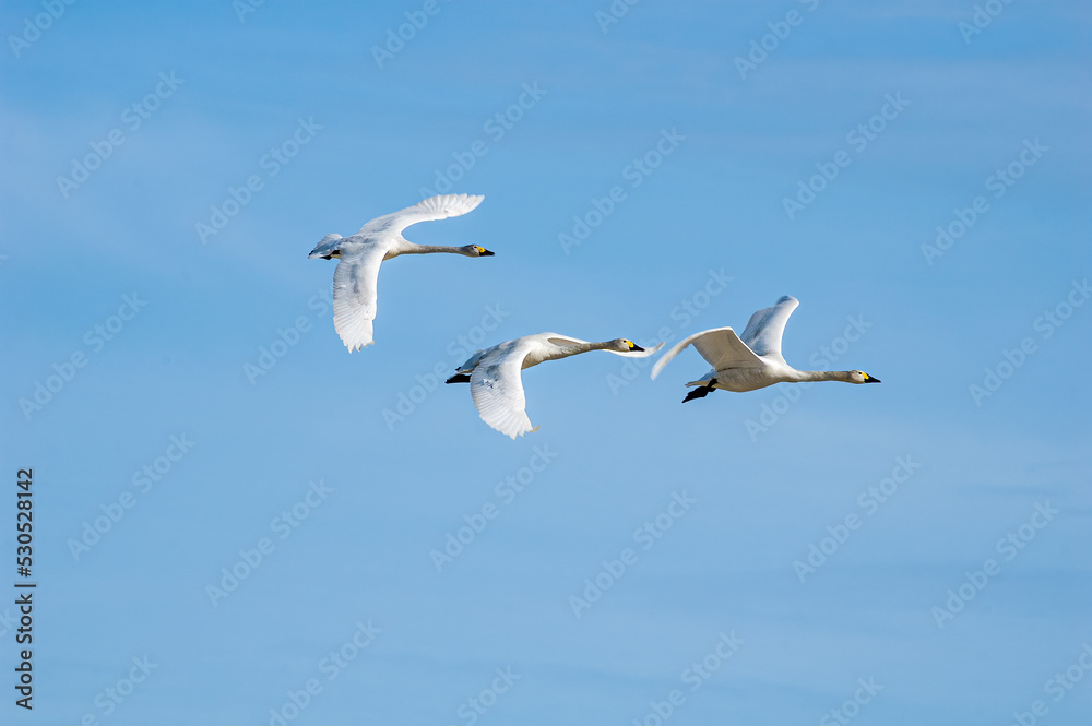 Bewick's Swans (Cygnus bewickii) in Barents Sea coastal area Bewick's Swans (Cygnus bewickii) in Barents Sea coastal area