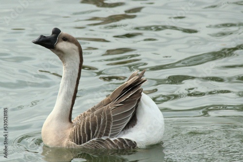 Closeup of an African goose, a breed of domestic goose derived from the wild swan goose.