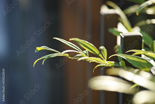 Tela Closeup shot of sacred bamboos blossoming in the garden