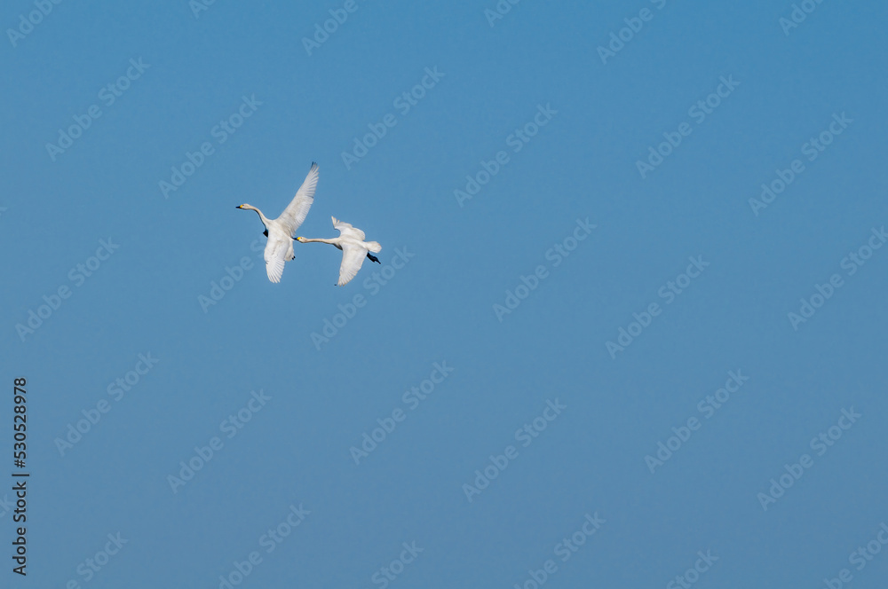 Bewick's Swans (Cygnus bewickii) in Barents Sea coastal area Bewick's Swans (Cygnus bewickii) in Barents Sea coastal area