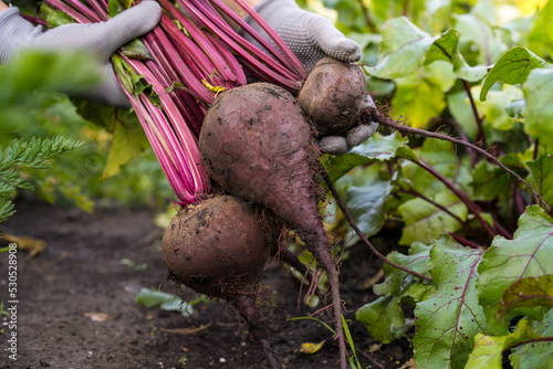 Beetroot in hand. A large bunch of beets in women's hands on the background of the garden. Agriculture, gardening, vegetable growing