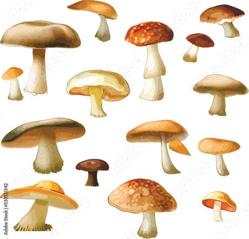 Set of illustrations of mushrooms. Autumn mushrooms, in a watercolor style