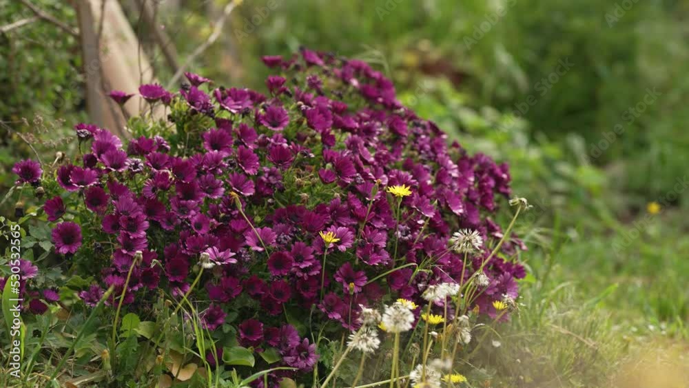 Beautiful flower from a french village garden Beautiful flower from a french village garden