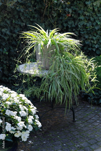 Eine prachtvolle Grünlilie mit Ablegern auf einem Gartentisch photo