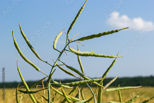 Rape Brassica napus, ripe, dry rape in the field. Ripe dry rapeseed stalks before harvest in day light