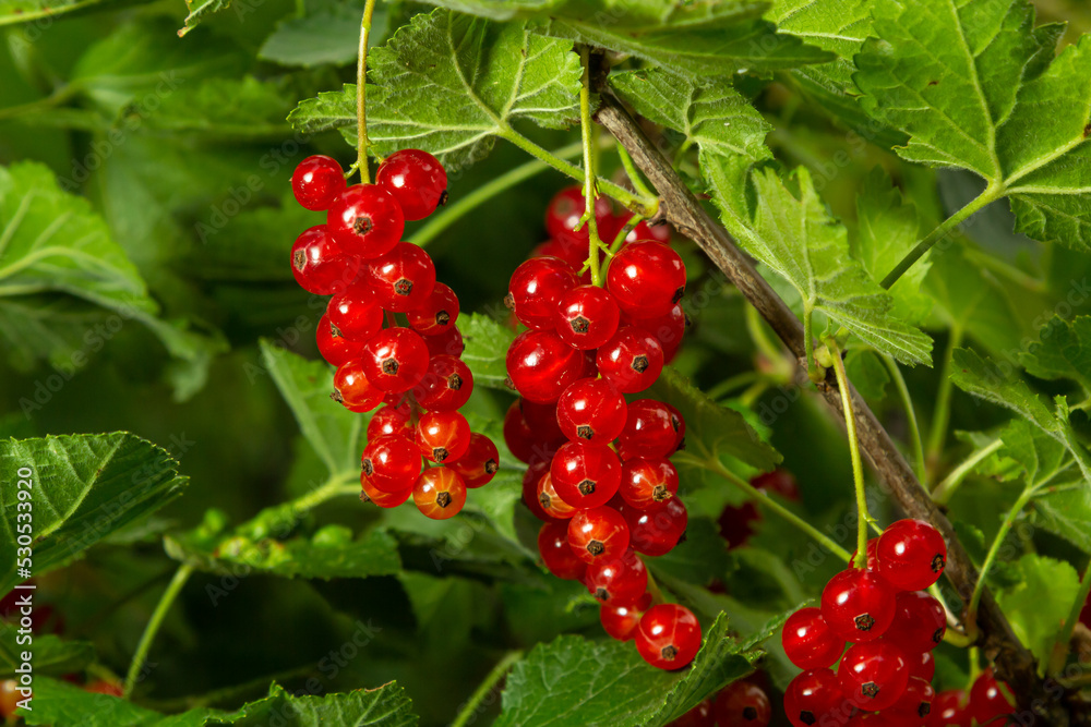 branch of ripe red currant in a garden on green background branch of ripe red currant in a garden on green background