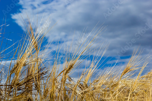 field of golden wheat and blue sky  agricultural field