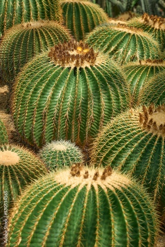 Vertical shot of golden barrel cactuses photo