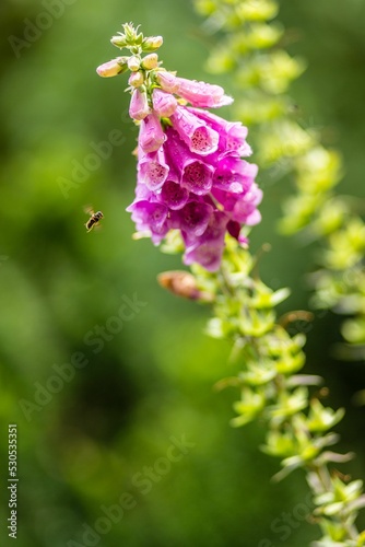 Vertical closeup of foxgloves (Digitalis) and a little bee near it in the Ickworth Garden photo