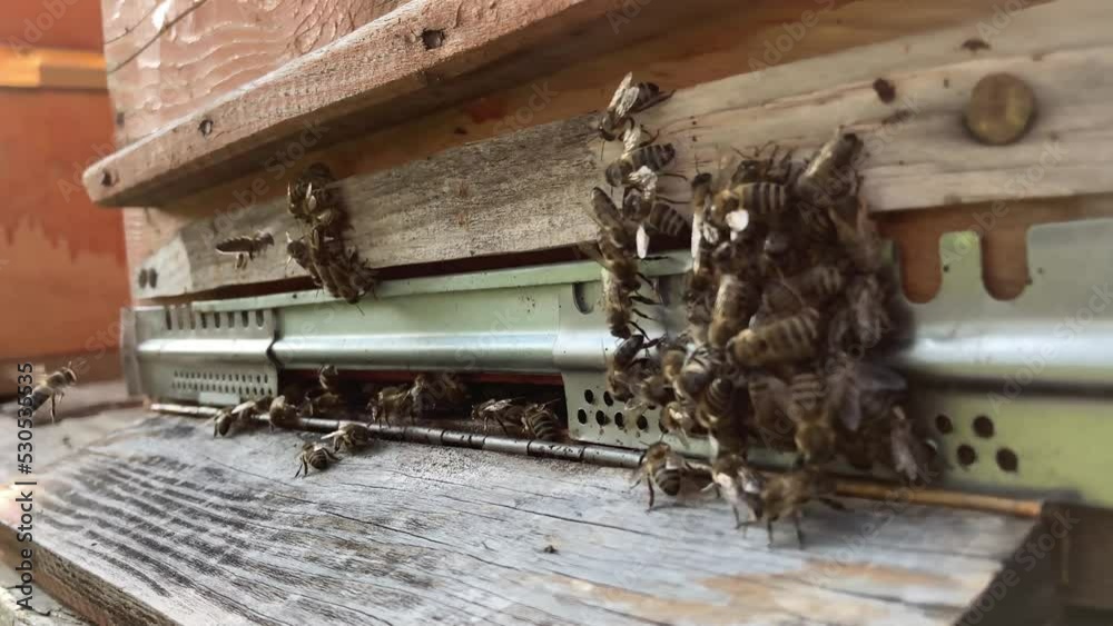 Busy bees, view of worker bees. Beehive Bees come out of the hive. Beekeeping agriculture. Busy bees, view of worker bees. Beehive Bees come out of the hive. Beekeeping agriculture.