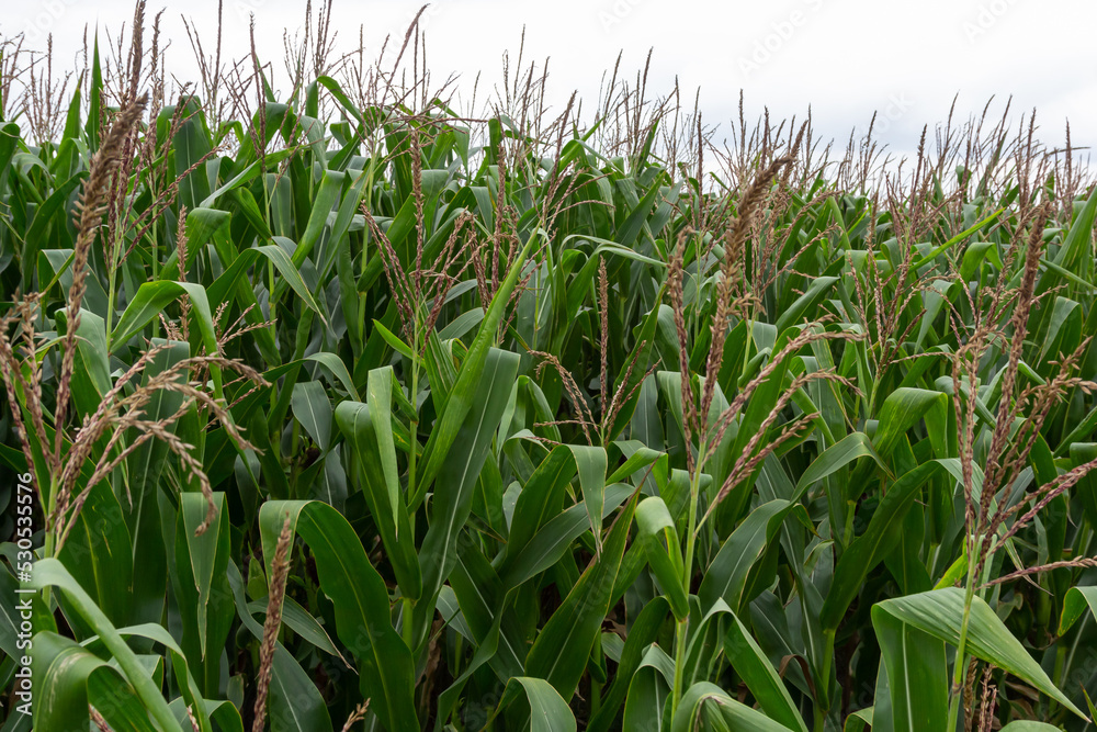 Corn Plantation Food. close up of a corn field in the countryside, many young corns are grown for harvesting to sell to a food factory Corn Plantation Food. close up of a corn field in the countryside, many young corns are grown for harvesting to sell to a food factory