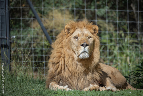 Fototapeta Naklejka Na Ścianę i Meble -  lion allongé sur l'herbe dans un parc animalier