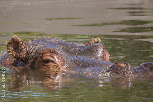 portrait d'un hippopotame dans l'eau en gros plan