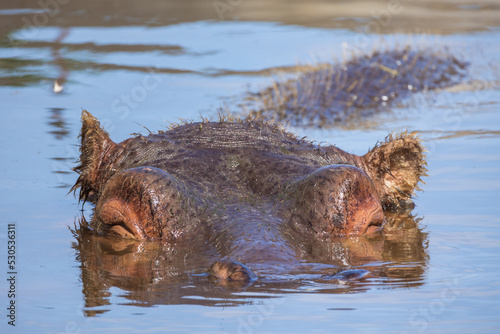 portrait d'un hippopotame dans l'eau en gros plan