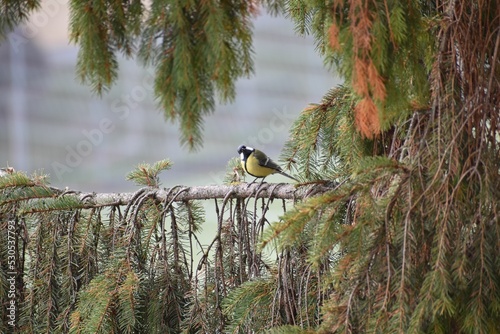 Adorable Great tit perched on brewer spruce branch photo